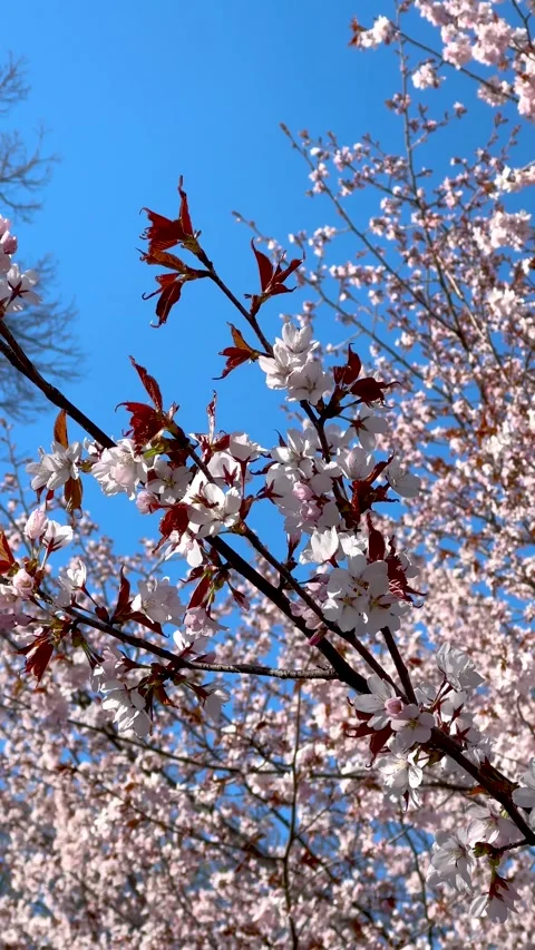 Beautiful cherry blossoms on tree branches against clear blue sky in spring.. Stock Footage 329712830