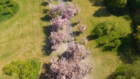 Beautiful Cherry blossoms trees and path seen from above, moving forward, 4k Stock-Footage 95000550