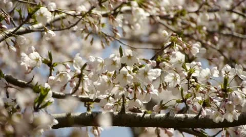 Beautiful cherry blossoms tremble in wind. Stock Footage