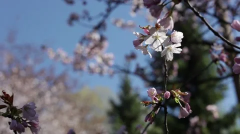 Beautiful Cherry Blossoms Tremble In Wind Stock Footage 50831446