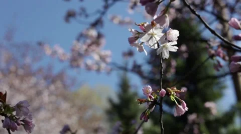 Beautiful Cherry Blossoms Tremble In Wind Stock Footage 50831456