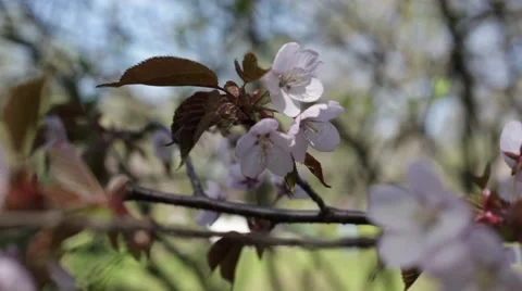 Beautiful Cherry Blossoms Tremble In Wind Stock Footage 50831465