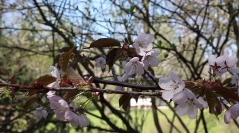 Beautiful Cherry Blossoms Tremble In Wind Stock Footage 50831471