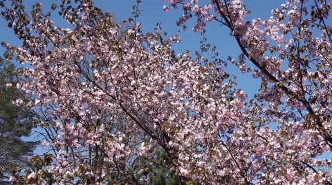 Beautiful Cherry Blossoms Tremble In Wind Stock Footage 50831484