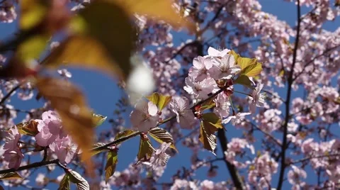 Beautiful Cherry Blossoms Tremble In Wind Stock Footage 50831497