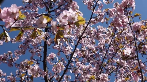 Beautiful Cherry Blossoms Tremble In Wind Stock Footage 50831499
