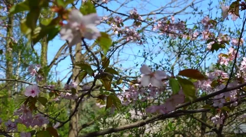 Beautiful Cherry Blossoms Tremble In Wind Stock Footage 50831540