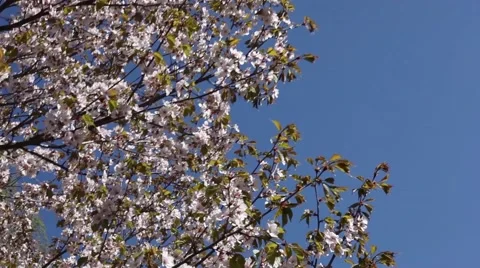 Beautiful Cherry Blossoms Tremble In Wind Stock Footage 50831559