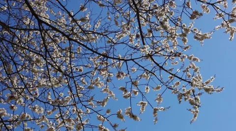 Beautiful Cherry Blossoms Tremble In Wind Stock Footage 50831570