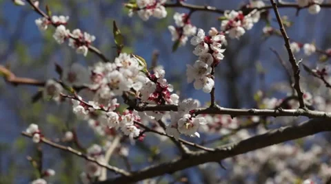 Beautiful Cherry Blossoms Tremble In Wind Stock Footage 50831602