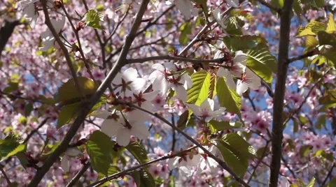 Beautiful Cherry Blossoms Tremble In Wind Stock Footage 50831619