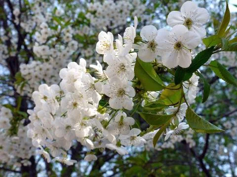 A beautiful cherry branch blooming with white petals with a green pestle and  Foto stock