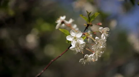 Beautiful cherry flower Stock Footage 50396628