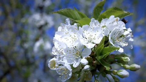 Beautiful cherry flowers blooming in springtime on a sunny day. Stock Footage 72289152