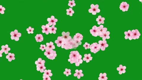 Beautiful cherry flowers motion graphics with green screen background 库存影片 344125916
