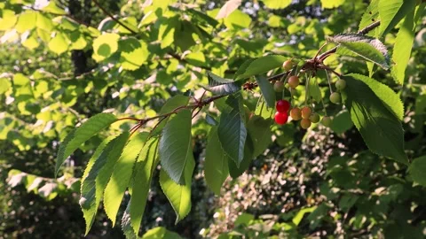 Beautiful Cherry Fruits on the Tree Stock Footage 165901752