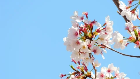 Beautiful cherry petals swaying in the wind on a sunny spring day Stock-Footage 278399239