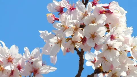 Beautiful cherry petals swaying in the wind on a sunny spring day Stock Footage 278400967