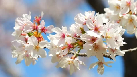 Beautiful cherry petals swaying in the wind on a sunny spring day Stock Footage 278401077