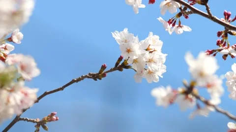 Beautiful cherry petals swaying in the wind on a sunny spring day Stock Footage 278401976