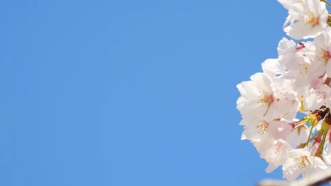 Beautiful cherry petals swaying in the wind on a sunny spring day Stock Footage 278403053