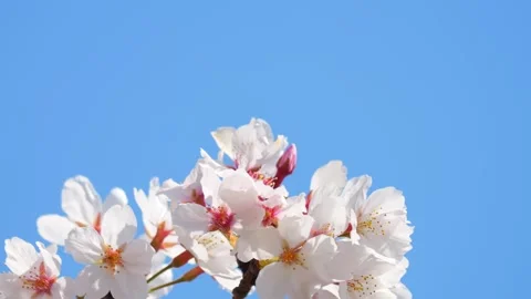 Beautiful cherry petals swaying in the wind on a sunny spring day Stock Footage 278406366