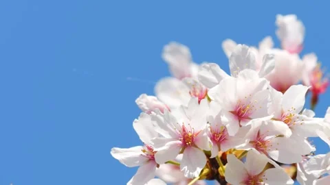 Beautiful cherry petals swaying in the wind on a sunny spring day Stock Footage 278406477