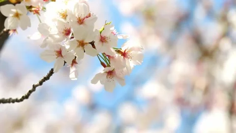 Beautiful Cherry Petals Swaying In The Wind On A Sunny Spring Day Video Stock Footage 278407635