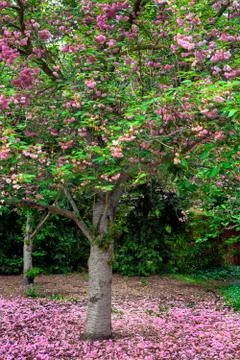Beautiful Cherry Tree in Bloom Stock Photos
