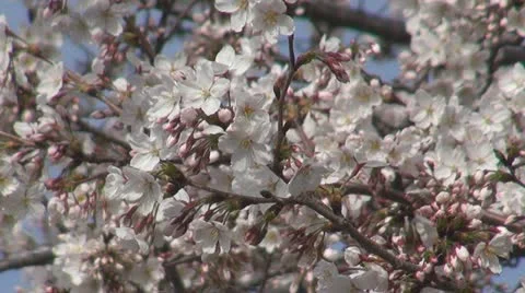 Beautiful cherry tree blossom Stock Footage 18174425