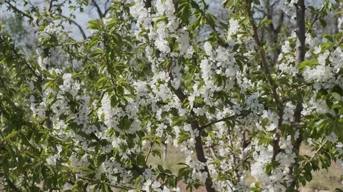 Beautiful cherry-tree is in blossom Stock Footage 89350142