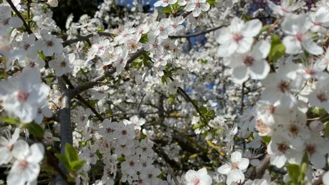 Beautiful cherry tree in blossom Stock Footage 201180331