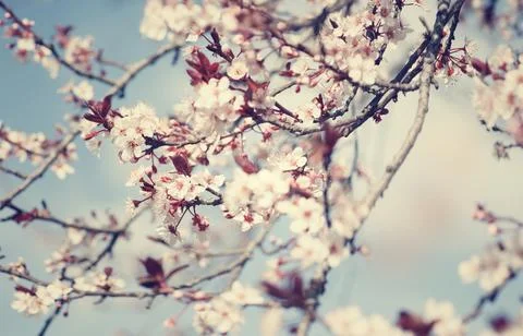 Beautiful cherry tree blossom Stock Photos
