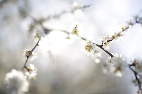 Beautiful cherry tree blossoming on spring. Beauty in nature. Tender cherry Stock Photos