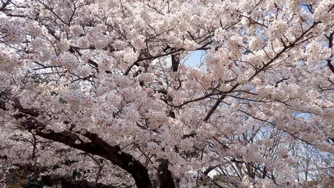 Beautiful cherry tree blossoms. Stock Footage 124351214