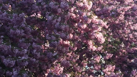 Beautiful Cherry tree blossoms in full bloom at spring. Amazing pink flowers Stock Footage 71540305