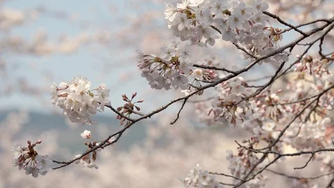 Beautiful cherry tree blossoms. Selective focus on a flower with blurred Stock Footage 112497469