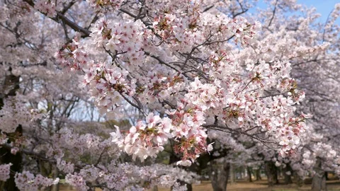 Beautiful cherry tree blossoms. Selective focus on a flower with blurred Stock Footage 126534706
