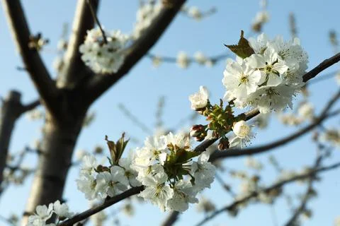 Beautiful cherry tree branch with tiny tender blossoms against blue sky, clos Stock Photos