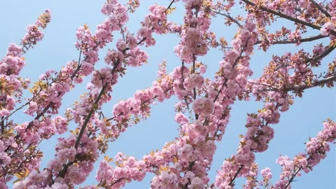 Beautiful cherry tree branches in blossom and clear blue sky Stock Footage