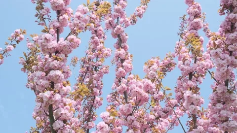 Beautiful cherry tree branches in blossom Stock Footage