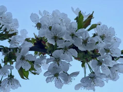 Beautiful Cherry Tree Branches with Green Leaves and Blue Sky Highlighting .. Photos