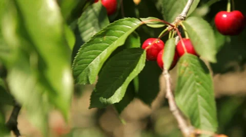 Beautiful Cherry Tree with Cherries - Tracking shot Video stock 38416432