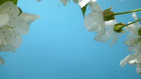Beautiful cherry tree flowers blossom isolated on chroma key blue background, 4K Stock Footage 201713708