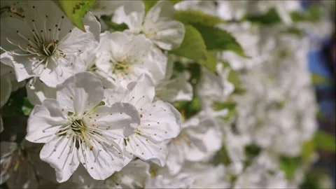 Beautiful cherry tree flowers close-up Stock Footage 191836513