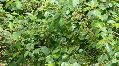 Beautiful cherry tree foliage and green unripe berries Stock Footage 50116309