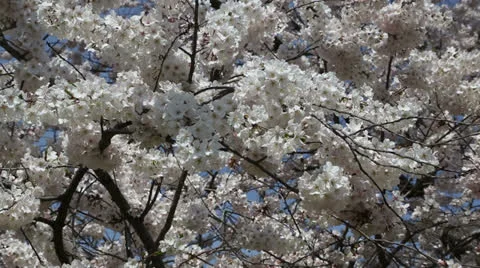 Beautiful cherry tree Stock Footage 22769138