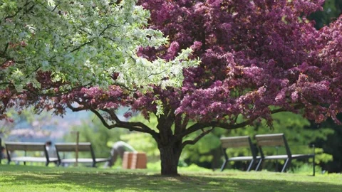 A beautiful cherry tree in full bloom in the center of the park Stock-Footage 247163110