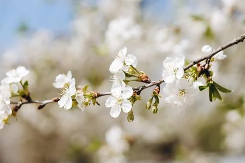 A beautiful cherry tree is looking at us. Stock Photos