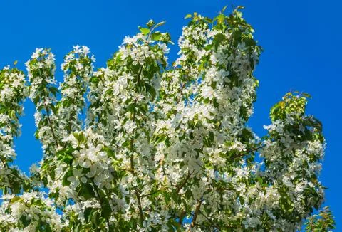 Beautiful Cherry Tree Foto stock